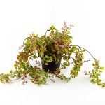 Veštačko cveće u saksiji