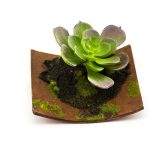 Cvetni aranžman - čuvarkuća