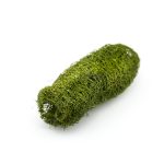 Suva dekoracija - lufa