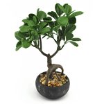 Ficus mini bonsai 30 cm