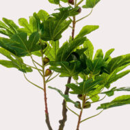 Veštačka smokva - Slika 2