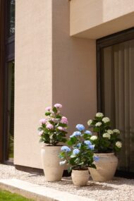 Veštačka hortenzija - Slika 2